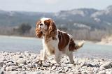 CAVALIER KING CHARLES 212